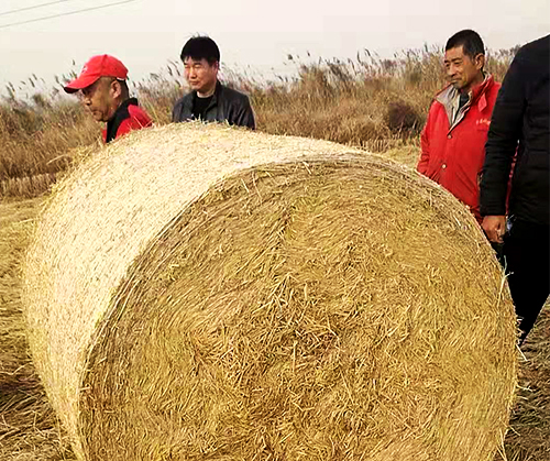 扬州麦草销售厂家「瑞禾供」
