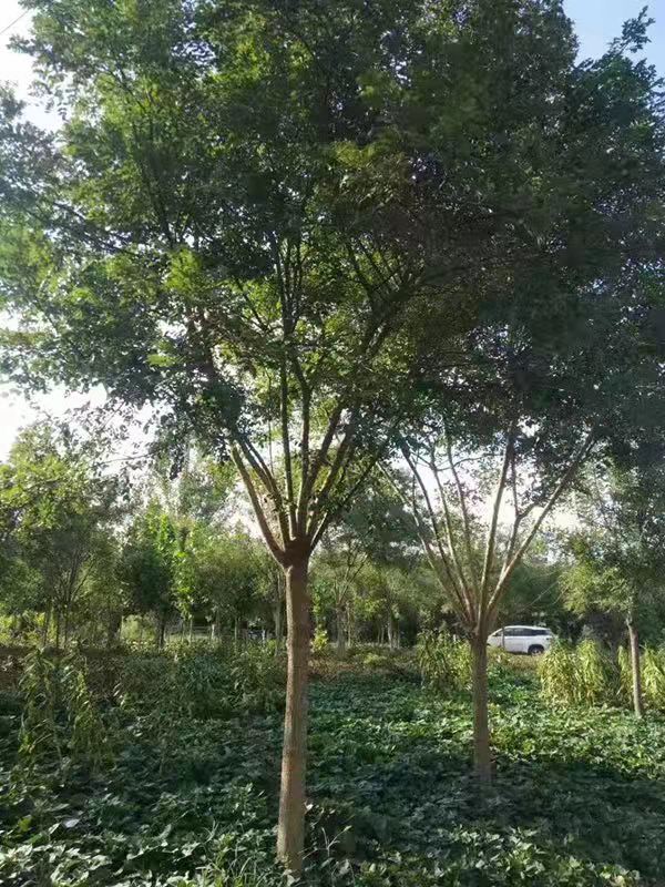 北京28公分国槐 济宁市任城区禾盛苗木种植供应