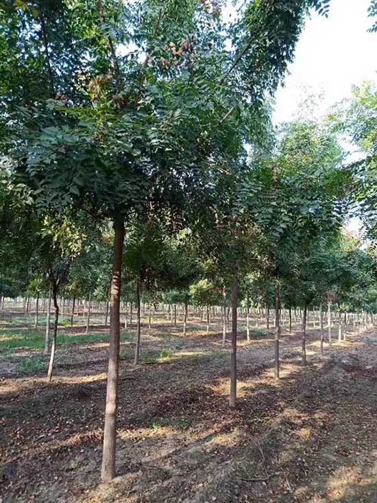 四川7公分北欒 濟寧市任城區(qū)禾盛苗木種植供應(yīng)