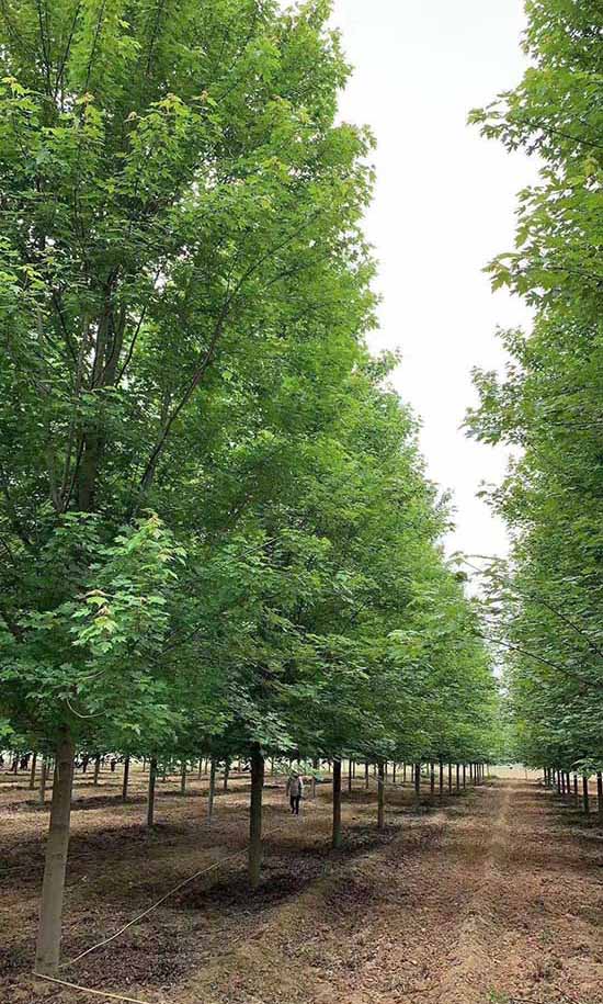 北京银红槭多少钱 济宁市任城区禾盛苗木种植供应