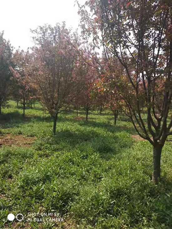 广东亚当海棠多少钱 济宁市任城区禾盛苗木种植供应
