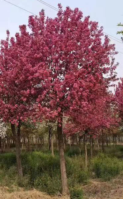 湖南绚丽海棠种籽绚丽海棠 济宁市任城区禾盛苗木种植供应