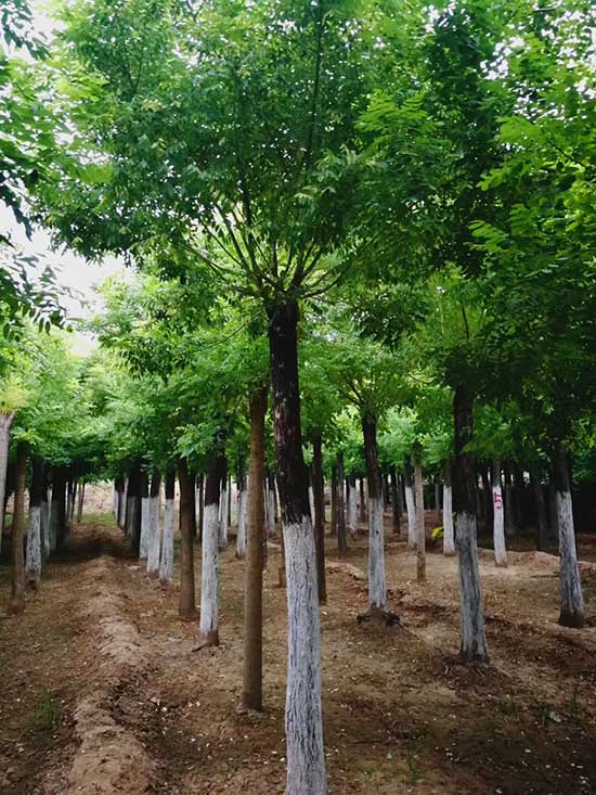 天津金枝槐苗圃直銷 濟(jì)寧市任城區(qū)禾盛苗木種植供應(yīng)