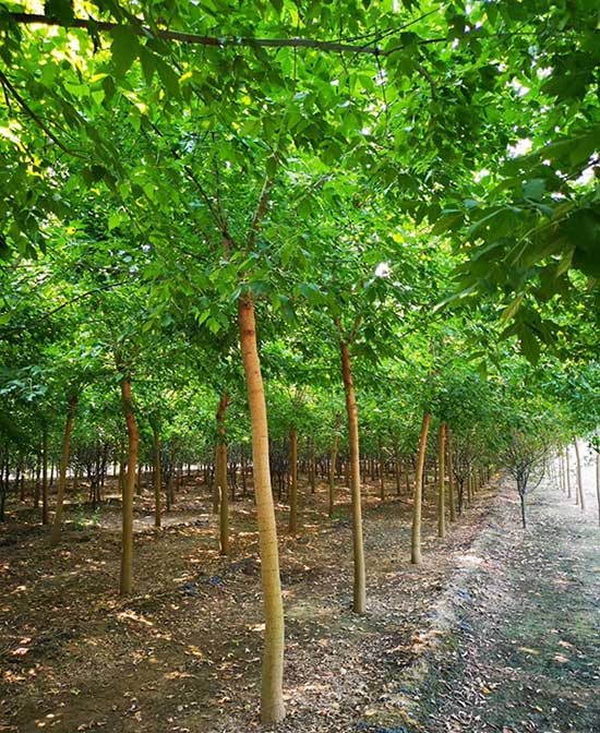 湖北金叶复叶槭价格 济宁市任城区禾盛苗木种植供应