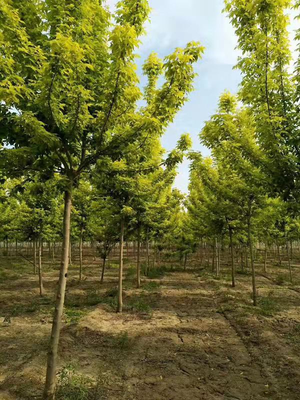 天津金叶复叶槭批发价格 济宁市任城区禾盛苗木种植供应