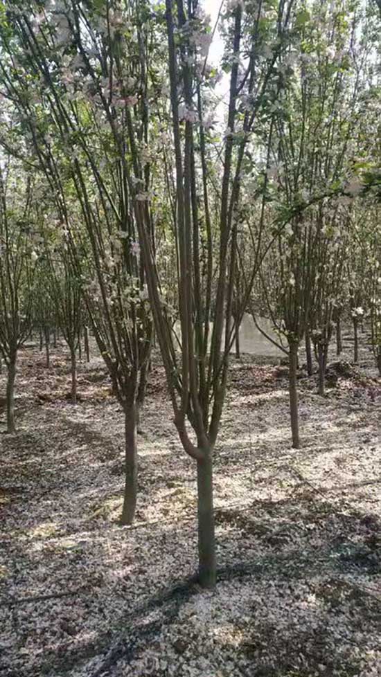 重庆4公分西府海棠 济宁市任城区禾盛苗木种植供应