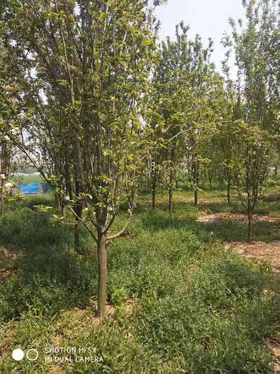 宁夏7公分西府海棠 济宁市任城区禾盛苗木种植供应