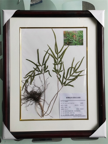四川植物腊叶标本什么牌子好