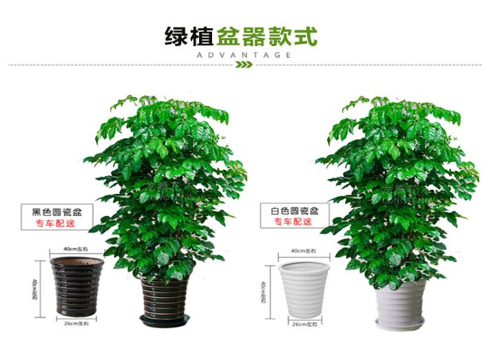 罗湖区幸福树推荐企业 创新服务「深圳市绿园轩园林花卉供应」