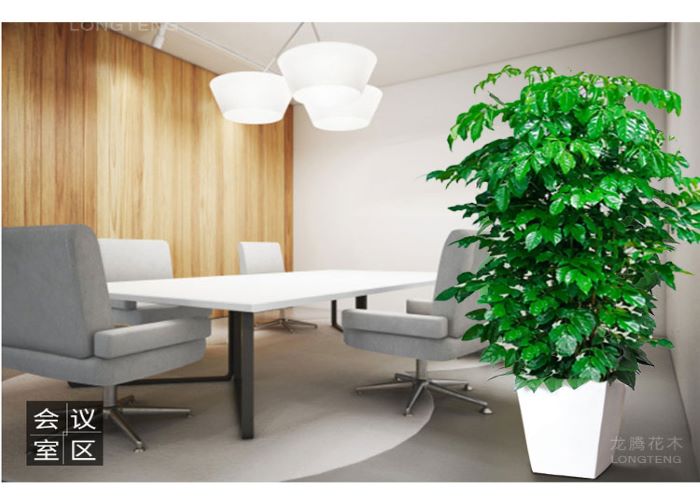 罗湖区直销幸福树销售价格 诚信为本「深圳市绿园轩园林花卉供应」