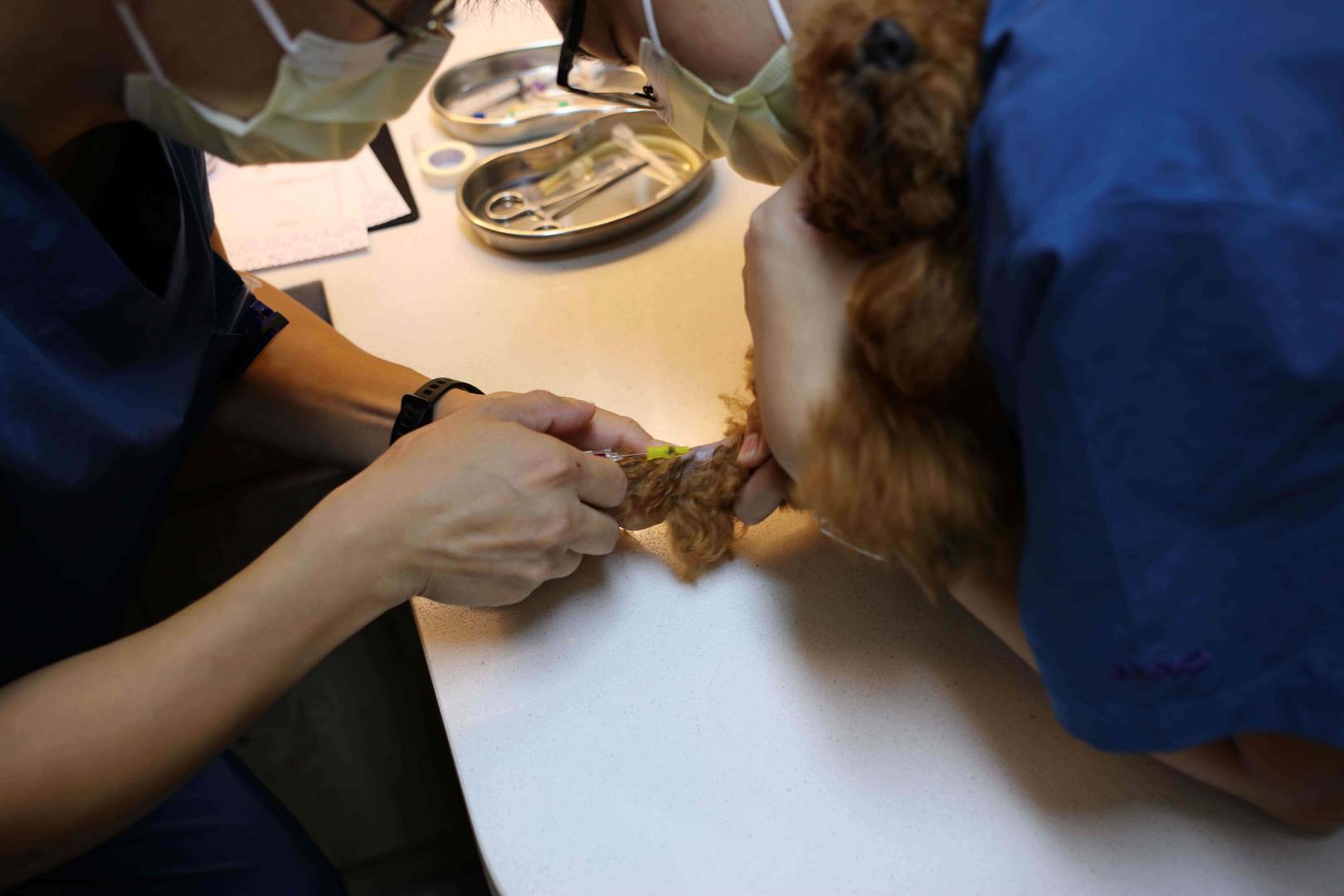 武汉24小时宠物医院排名 欢迎来电 武汉爱之家动物医院供应