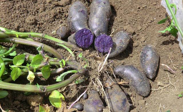 张掖红美人土豆种子什么价格 信息推荐「榆中茂源土豆产销供应」