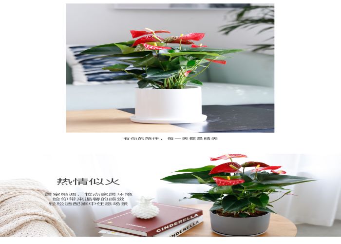 坪山区质量红掌销售价格 诚信为本「深圳市绿园轩园林花卉供应」