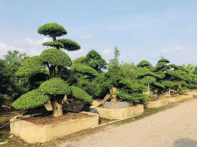 大同对节白蜡 服务至上「鑫宝盛供应」