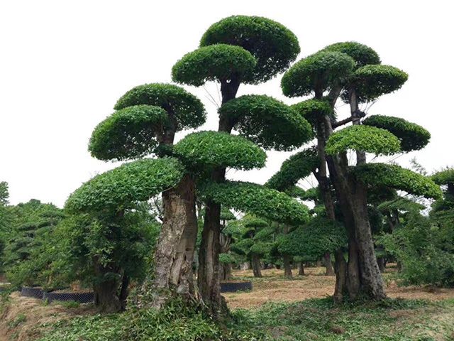 湖北优质对节白蜡产品介绍