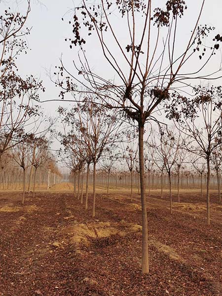 山东造型北栾 济宁市任城区禾盛苗木种植供应