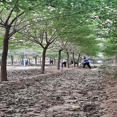 江苏10公分五角枫 济宁市任城区禾盛苗木种植供应