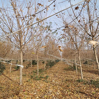 福建10公分元寶楓 濟(jì)寧市任城區(qū)禾盛苗木種植供應(yīng)