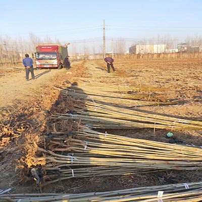 安徽精品法桐小苗基地直销