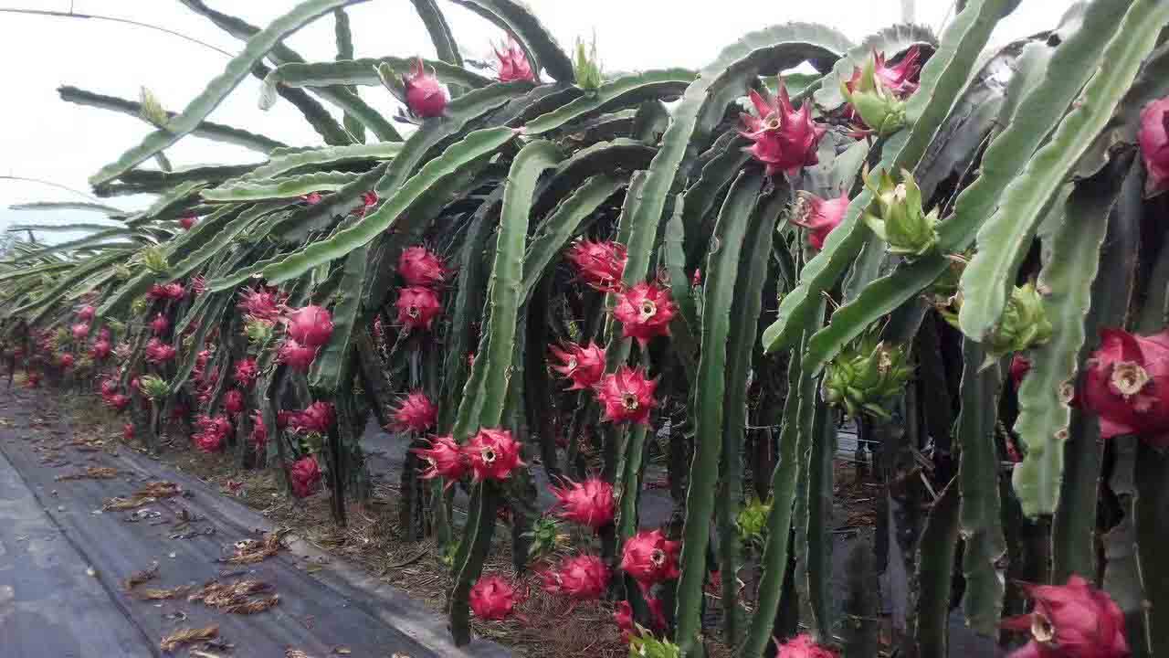 肇庆金都一号火龙果种苗 欢迎来电 广州市增城大乡里果树种植供应