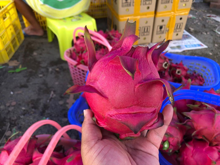 麒麟果火龙果苗销售 欢迎咨询 广州市增城大乡里果树种植供应