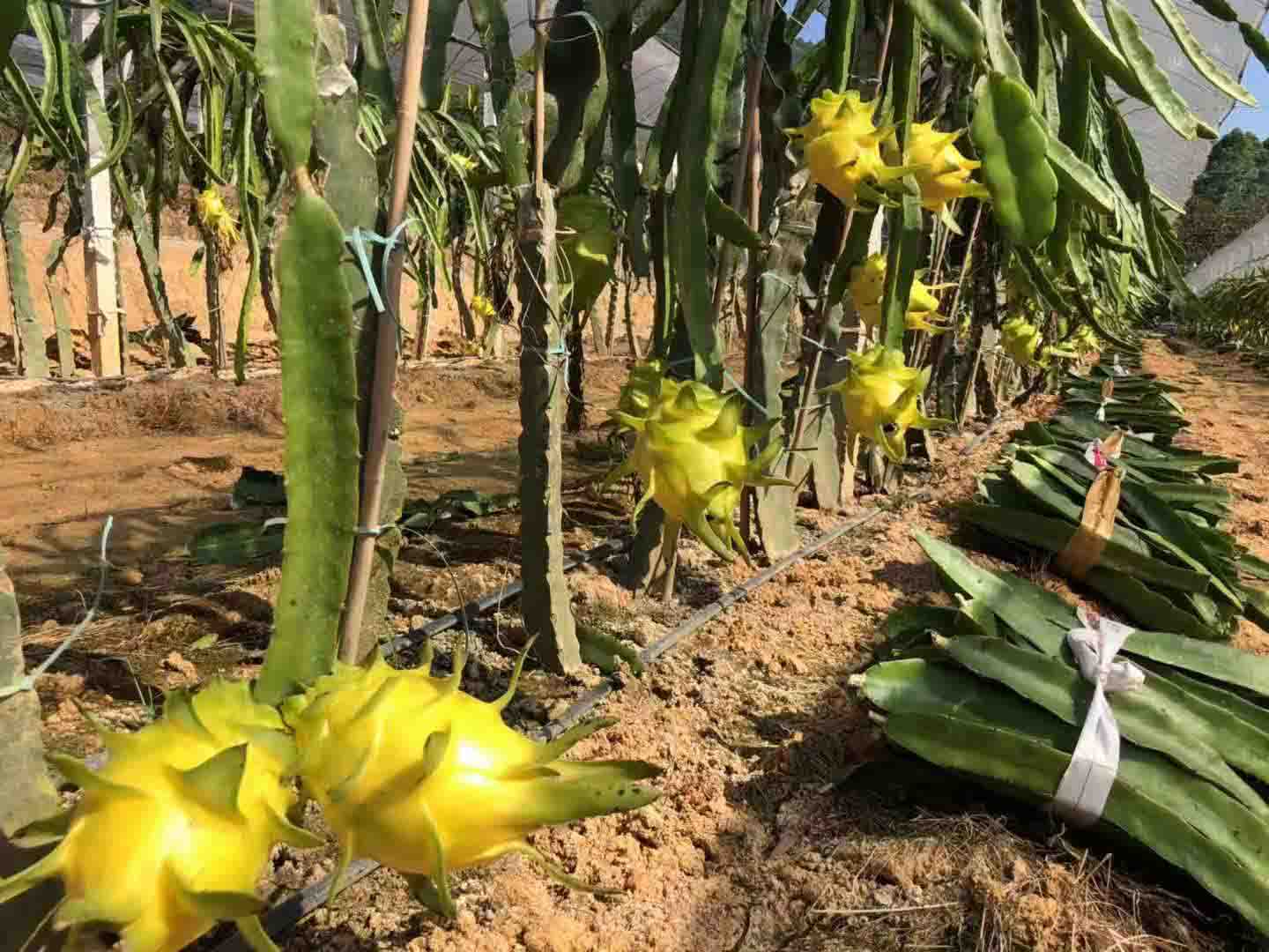 赣州黄龙果种苗 欢迎来电 广州市增城大乡里果树种植供应