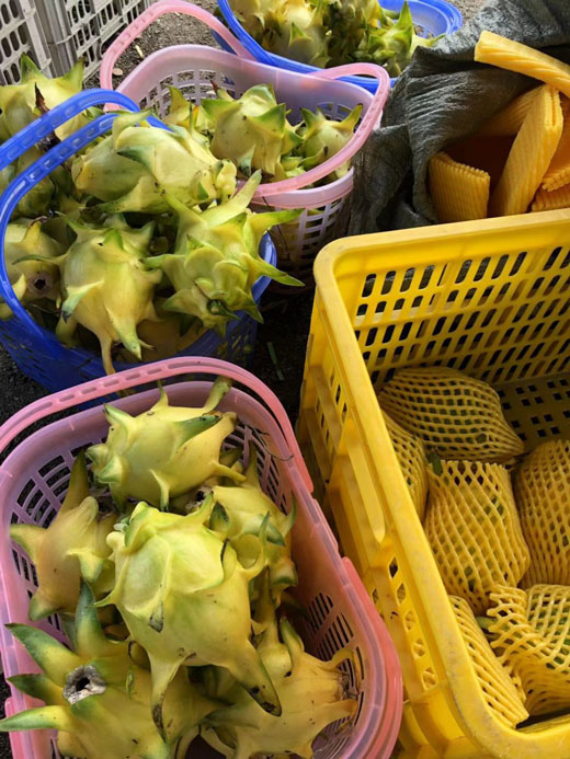 毕节黄龙果幼苗 欢迎来电 广州市增城大乡里果树种植供应