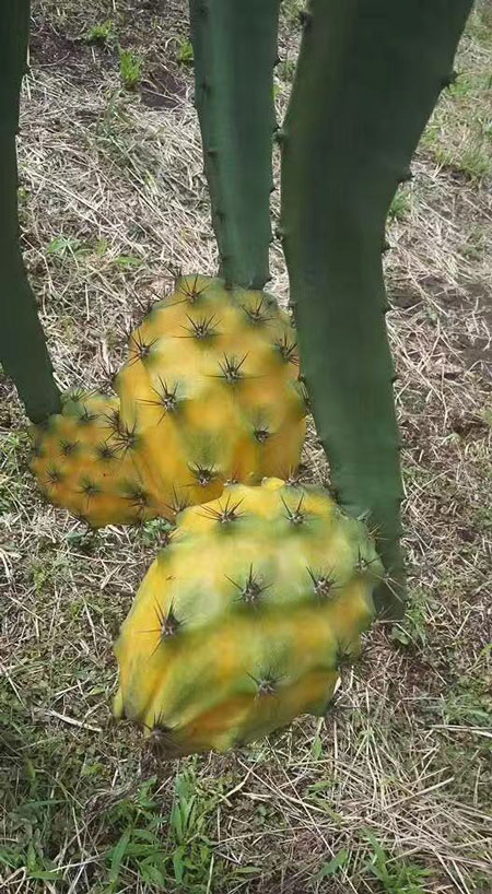 三沙麒麟果树 欢迎来电 广州市增城大乡里果树种植供应