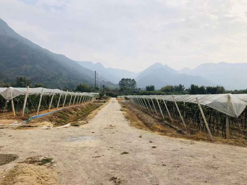 佛山麒麟果苗价格 欢迎来电 广州市增城大乡里果树种植供应