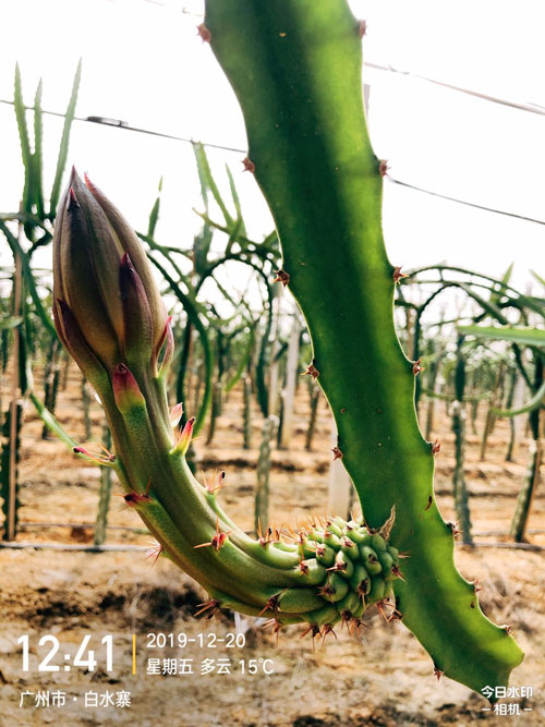 云南巴西红皮燕窝果苗供应商 欢迎来电 广州市增城大乡里果树种植供应