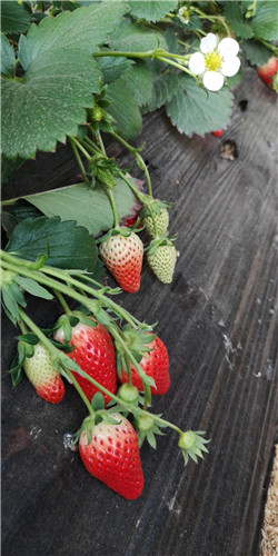 张店草莓采摘一日游「淄川中玺草莓采摘供应」