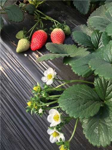 天然菌类采摘基地「淄川中玺草莓采摘供应」