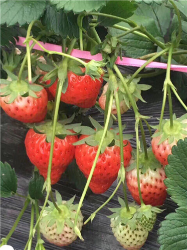 张店区附近草莓采摘「淄川中玺草莓采摘供应」