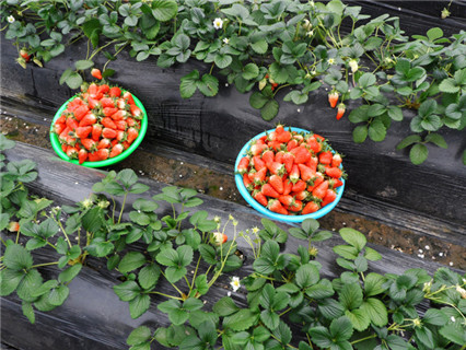 淄川周边绿色菌类采摘大棚「淄川中玺草莓采摘供应」