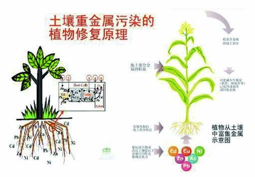 青州微生物土壤修复治理,土壤修复