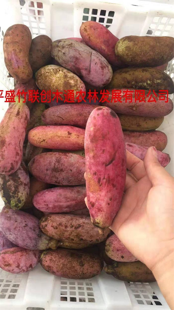 漯河专业九月黄苗木推荐厂家「盛竹联创供应」