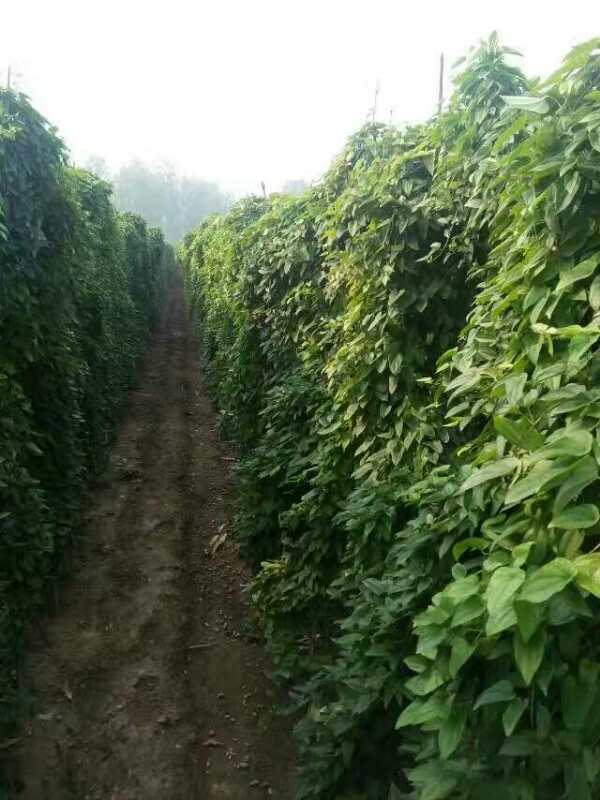 江西甜面细毛山药豆种植基地「张店土里生果蔬供应」