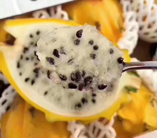 麒麟果果苗怎么种植