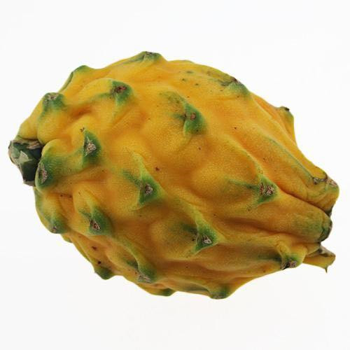 红心火龙果种苗