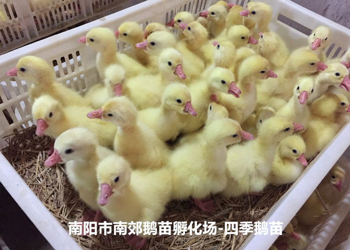 安徽四季鹅苗厂家供应,四季鹅苗