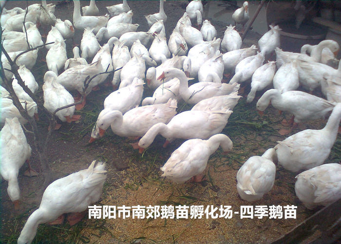 蚌埠*四季鹅苗