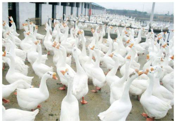 漯河鹅苗养殖厂家直供 值得信赖「宛城区振山西洼家禽孵化供应」