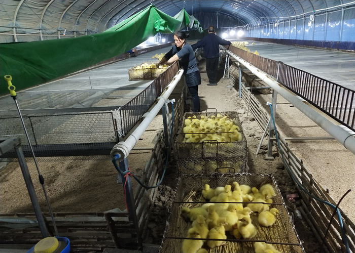 商洛养鹅基地哪家好 抱诚守真「宛城区振山西洼家禽孵化供应」