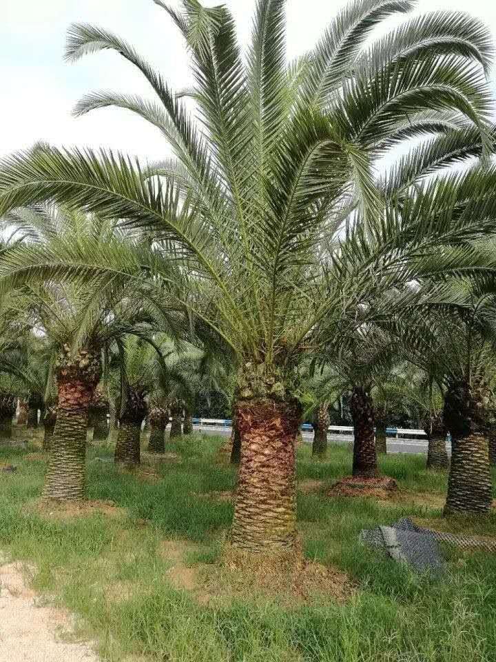 新余优质加拿利海枣,加拿利海枣
