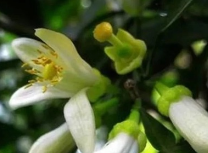 無錫代代花 南京澤朗生物科技供應(yīng)