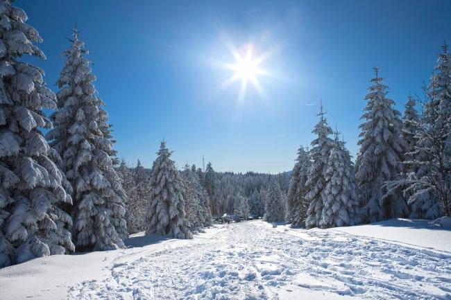 萍乡2米雪松