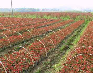 镇江70-80公斤红叶石楠 值得信赖 南京市浦口区远近苗圃供应