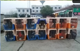上海职业宠物运输公司 飞祥速递供应