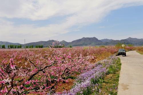 山东专用桃花节源头好货 口碑推荐「裕景天供」