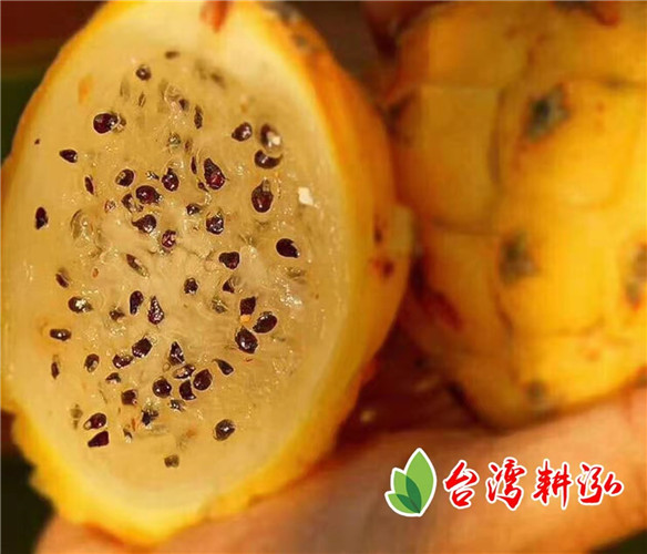 火龙果嫁接技术